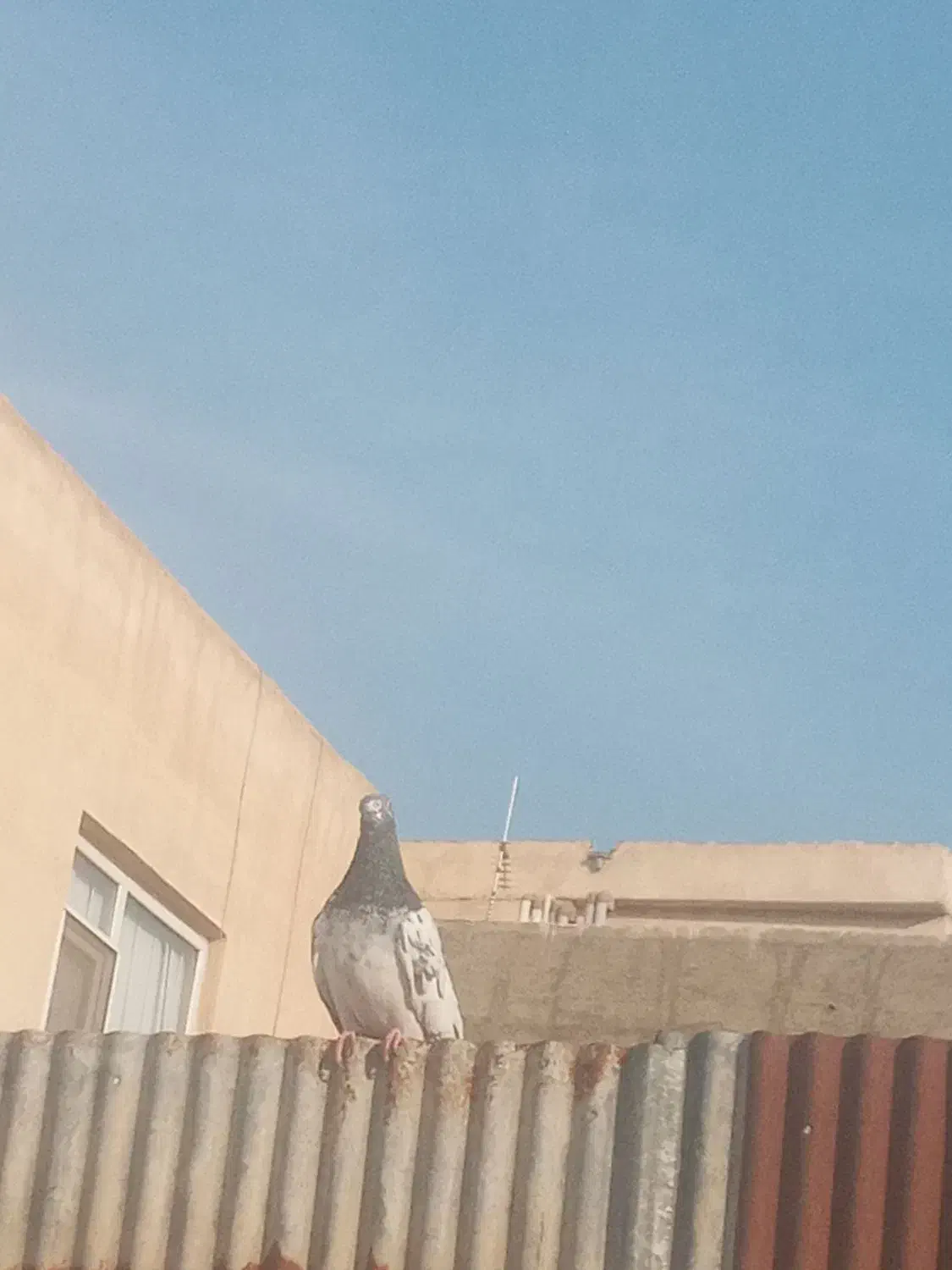 کبوتر پرشی|پرنده|فردیس, فردیس|دیوار