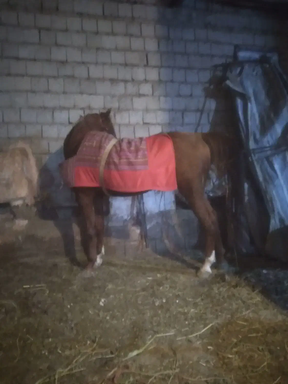 فروش نریان ۴ ساله|اسب و تجهیزات اسب‌سواری|میاندوآب, |دیوار