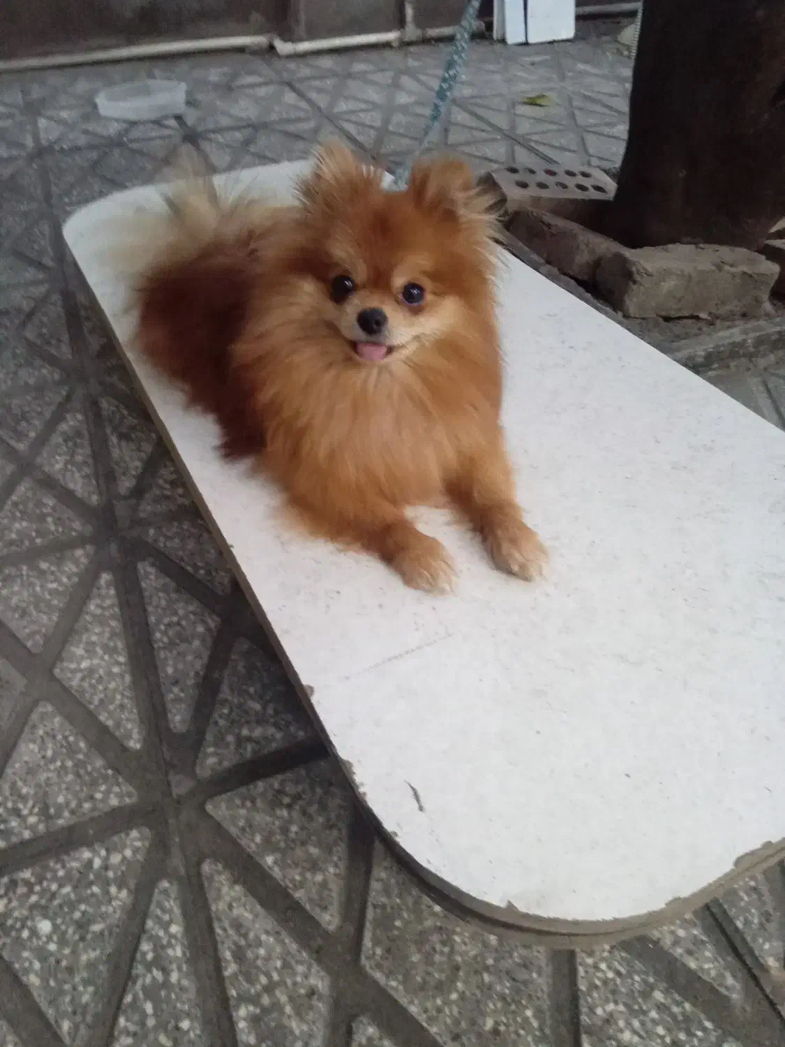 پامرین نژاد دار اصل|سگ|گنبد کاووس, |دیوار