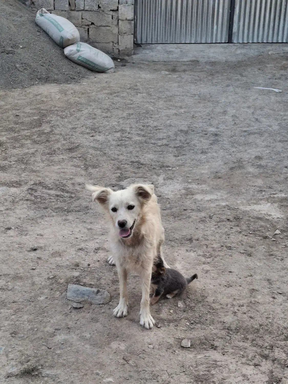 پا کوتاه|سگ|خنداب, |دیوار