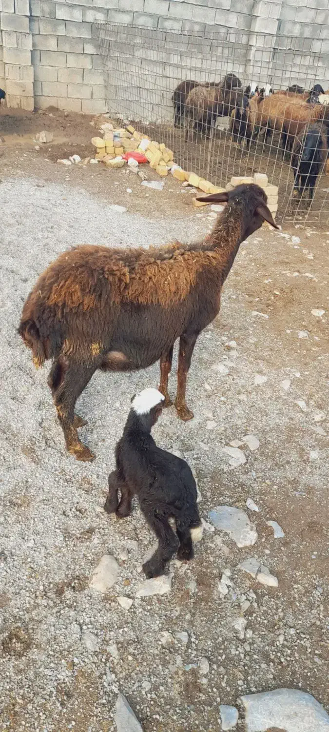 گوسفند و بره قوچ|حیوانات مزرعه|سیلاخور, |دیوار