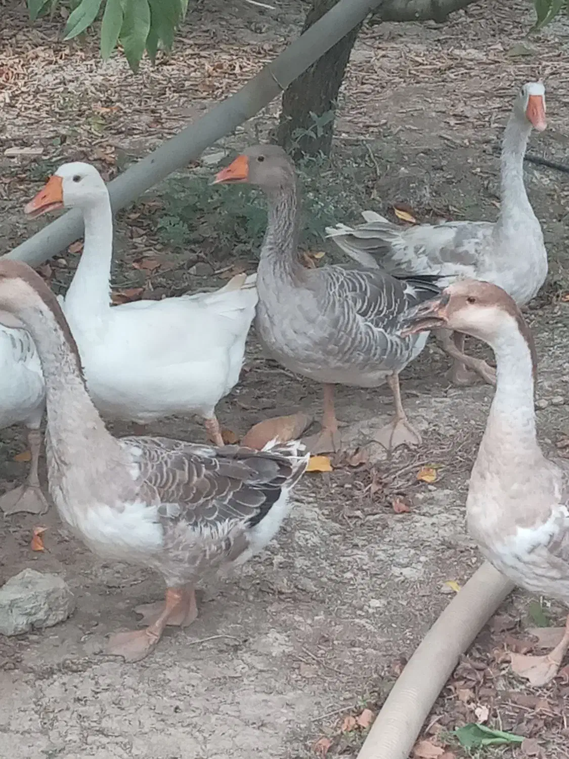 فروش ۷ عدد غاز ‌وقوغاز|حیوانات مزرعه|طبقده, |دیوار