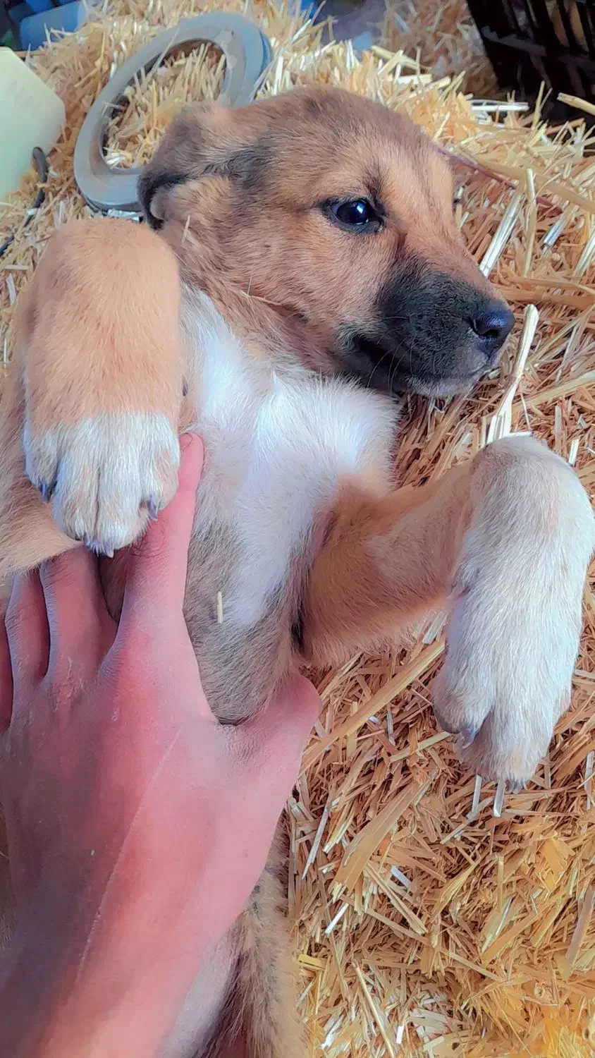 واگذاری یک عدد توله‌سگ‌ماده ژرمن-سرابی سالم وباهوش|سگ|یزد, |دیوار