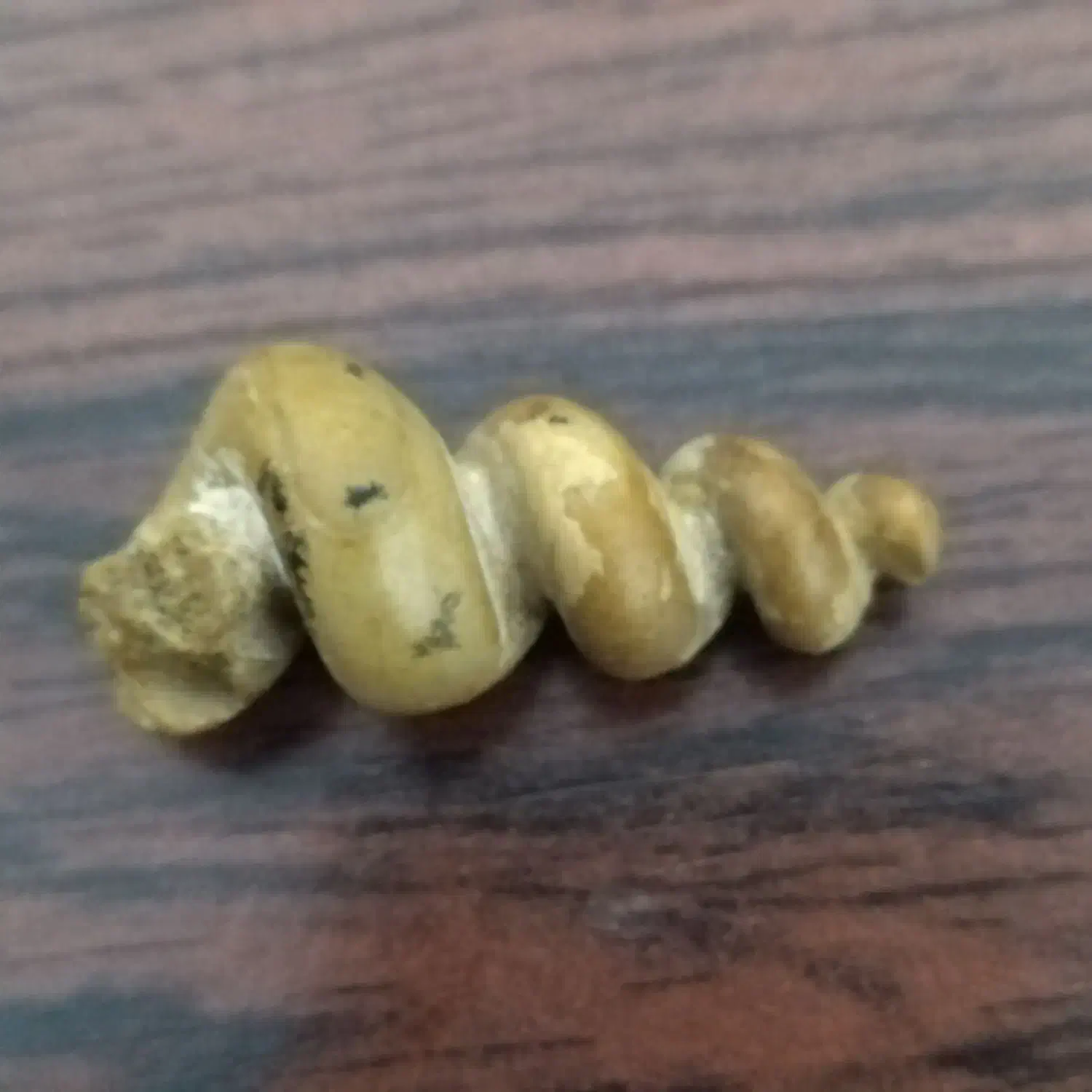 سنگ استثنایی|کلکسیون اشیاء عتیقه|تهران, قیطریه|دیوار