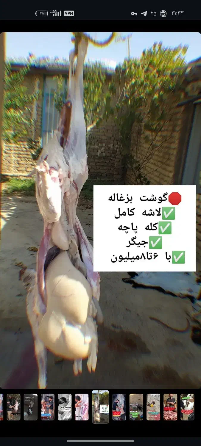 فروش گوسفند زنده|حیوانات مزرعه|گلبهار, شهر جدید گلبهار|دیوار