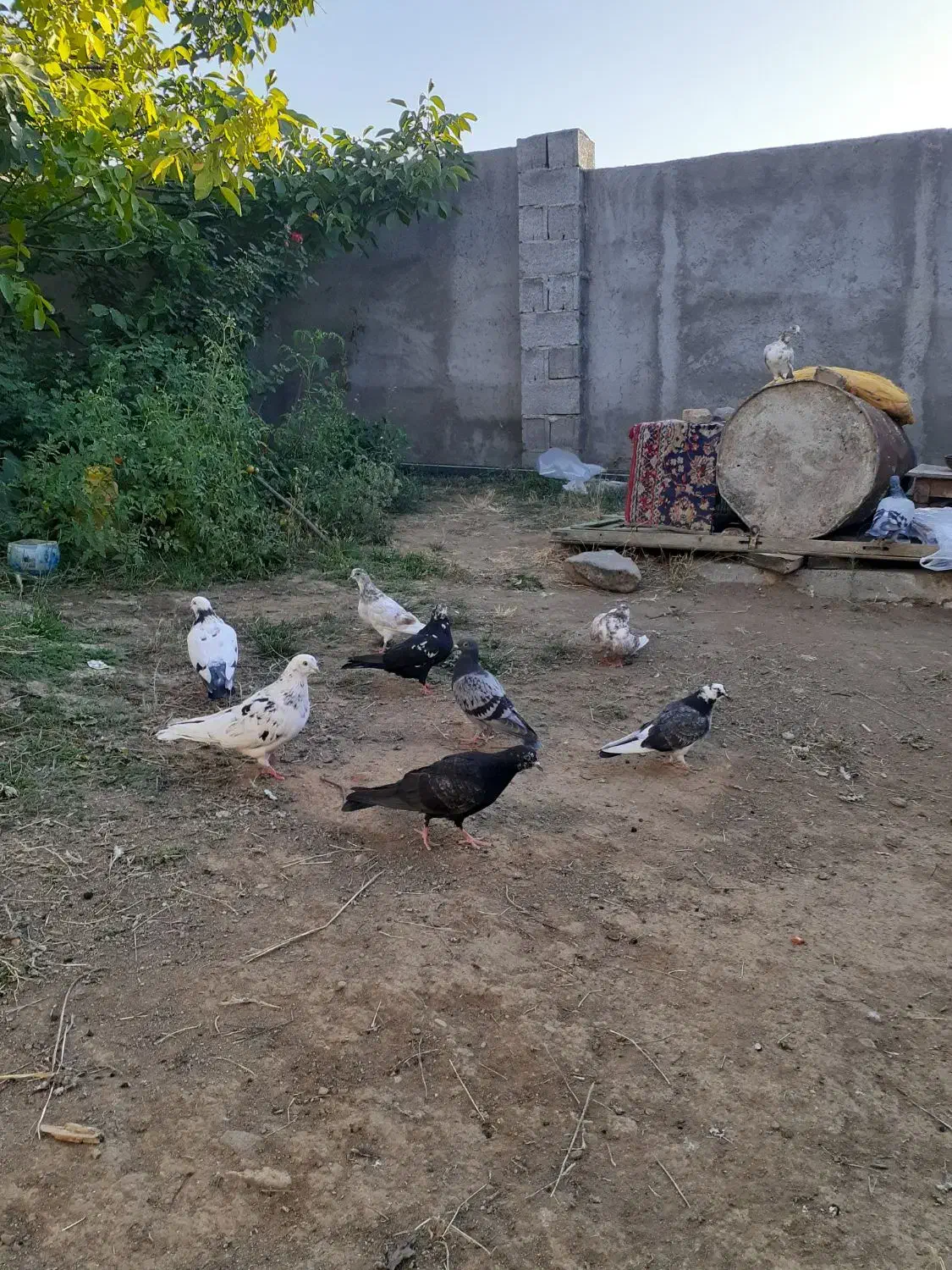 کبوتر|پرنده|گرمی, |دیوار