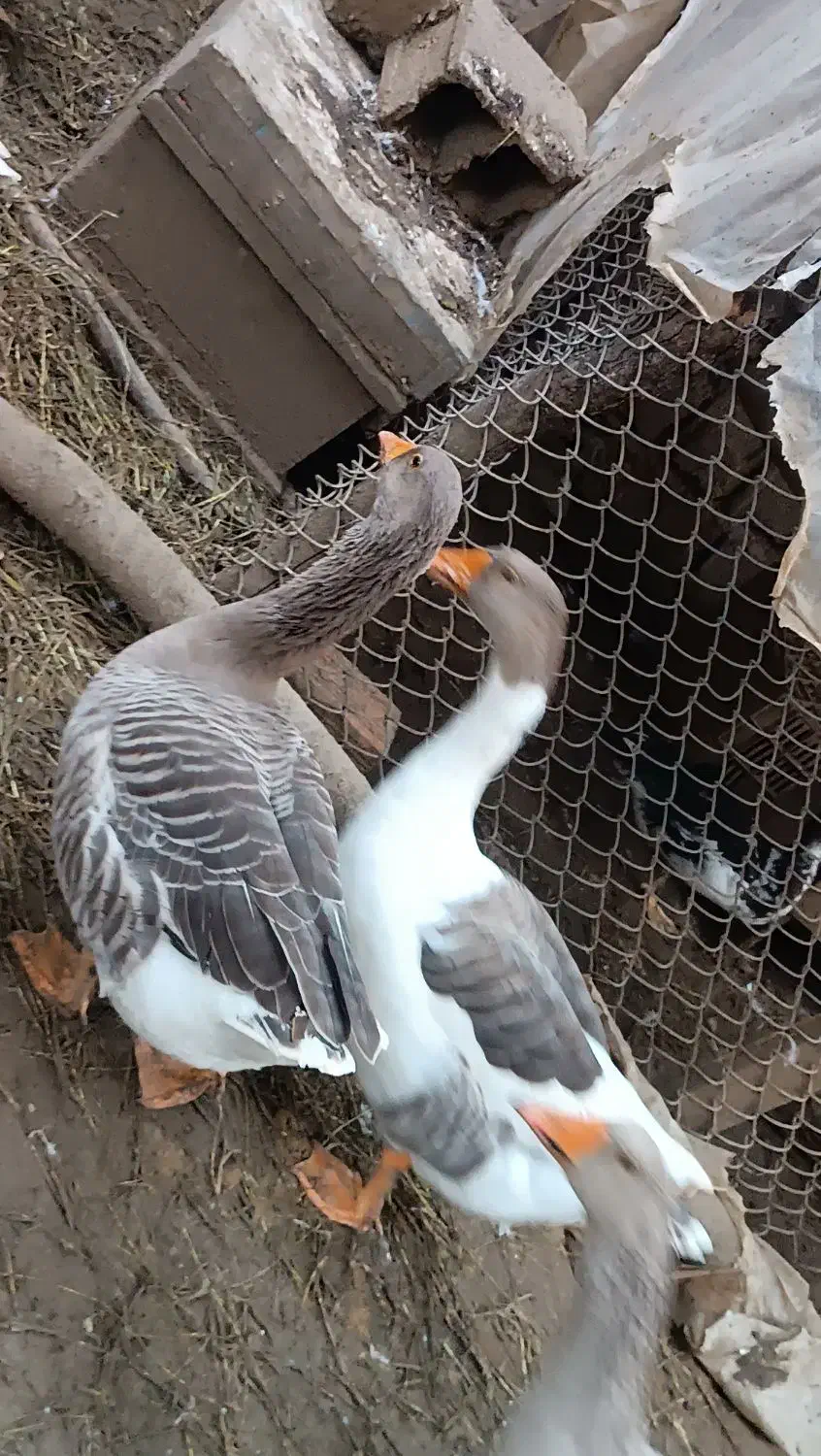 غاز درشت یکساله|حیوانات مزرعه|قائم‌شهر, |دیوار