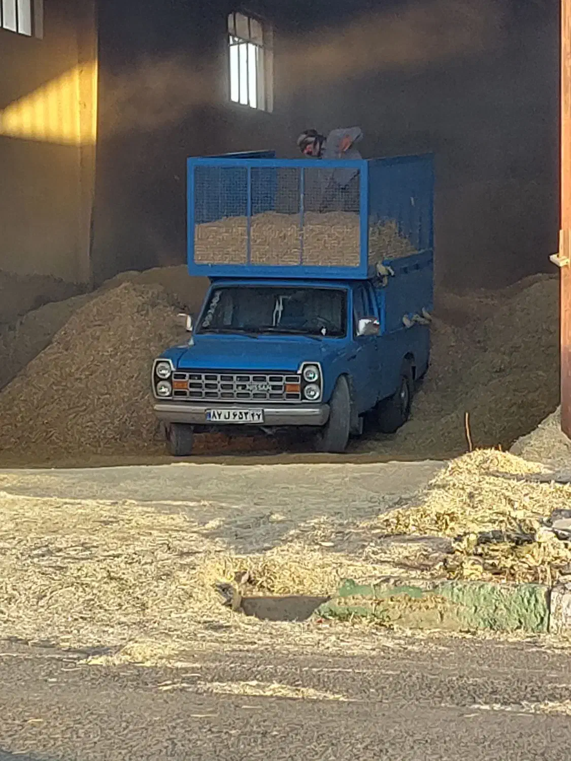 فروش کاه جو و کاه گندم و یونجه|حیوانات مزرعه|خنداب, |دیوار