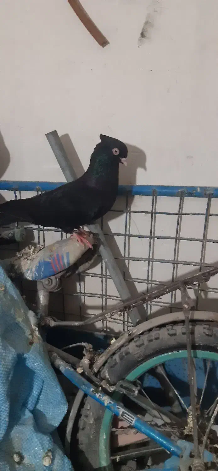 سیاه ماده|پرنده|بندر ماهشهر, |دیوار