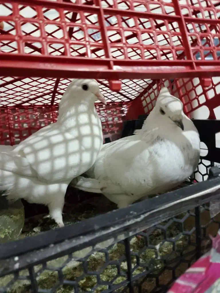 کبوتر تهرانی|پرنده|زاهدان, |دیوار