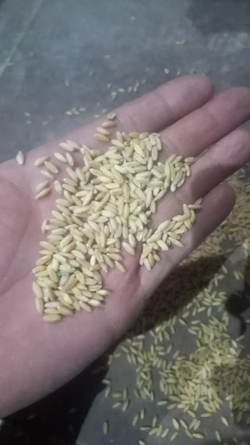 گندم تمیز هشترود|خوردنی و آشامیدنی|هشترود, |دیوار