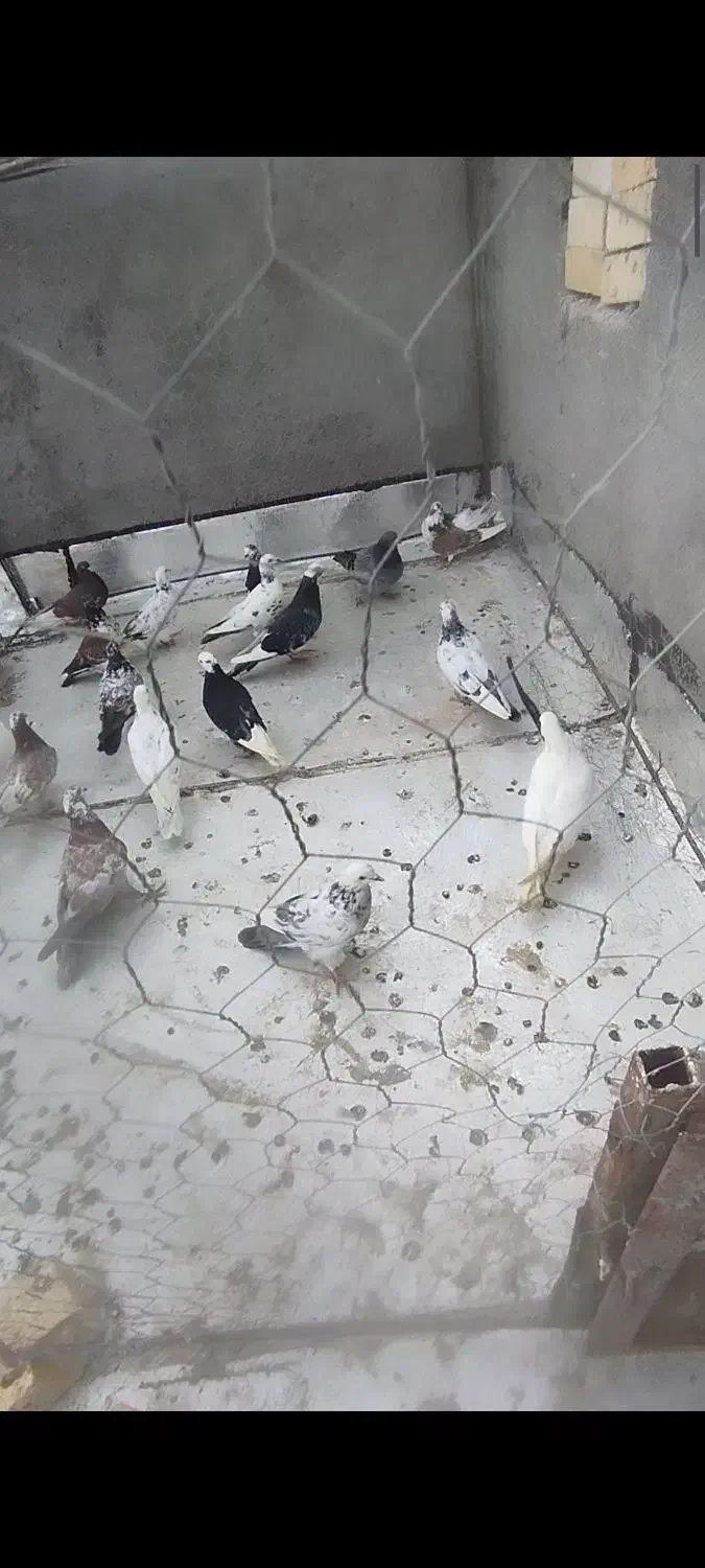 کبوتر|پرنده|شال, |دیوار