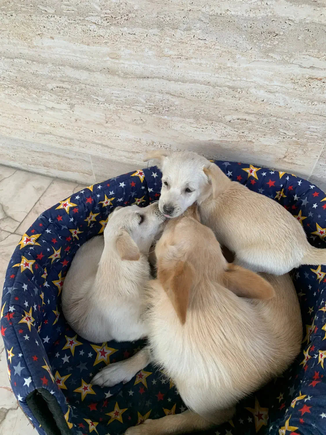 واگذاری توله سگ اشپیتز|سگ|قائمشهر, |دیوار