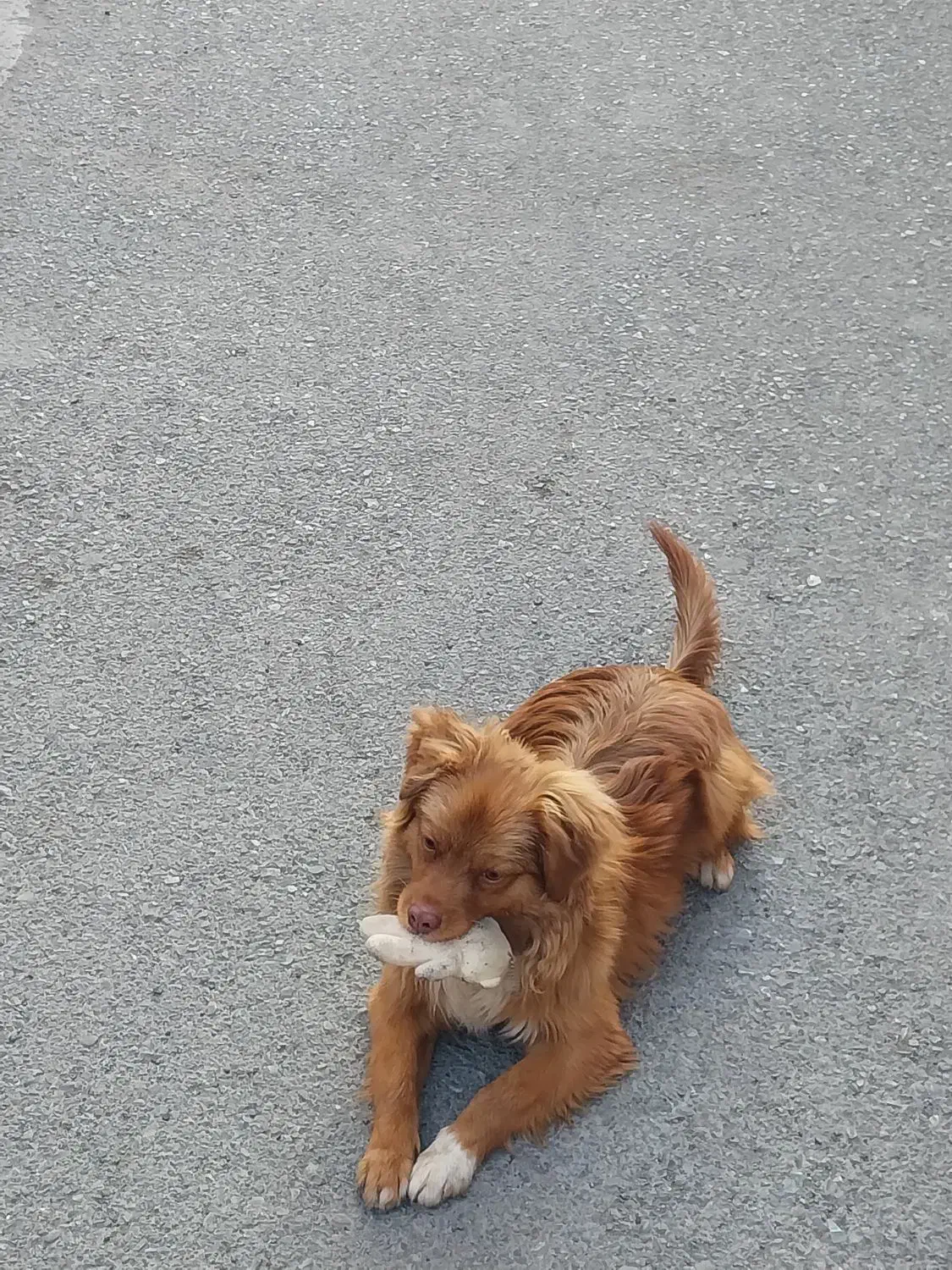 سگ پامر خرسی|سگ|کرج, احدآباد|دیوار