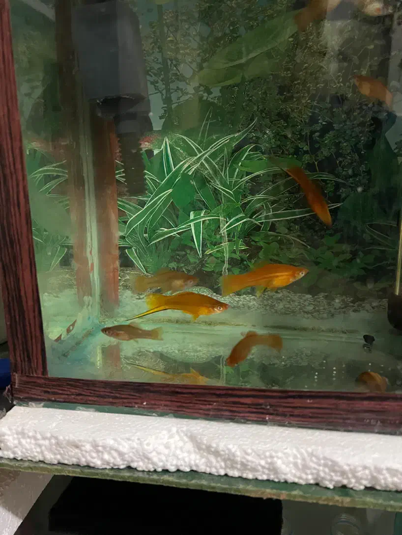 ماهی آکواریوم کوپی و گوپی و سواتل یا دم شمشیری|ماهی|قم, شهرک امام حسین|دیوار