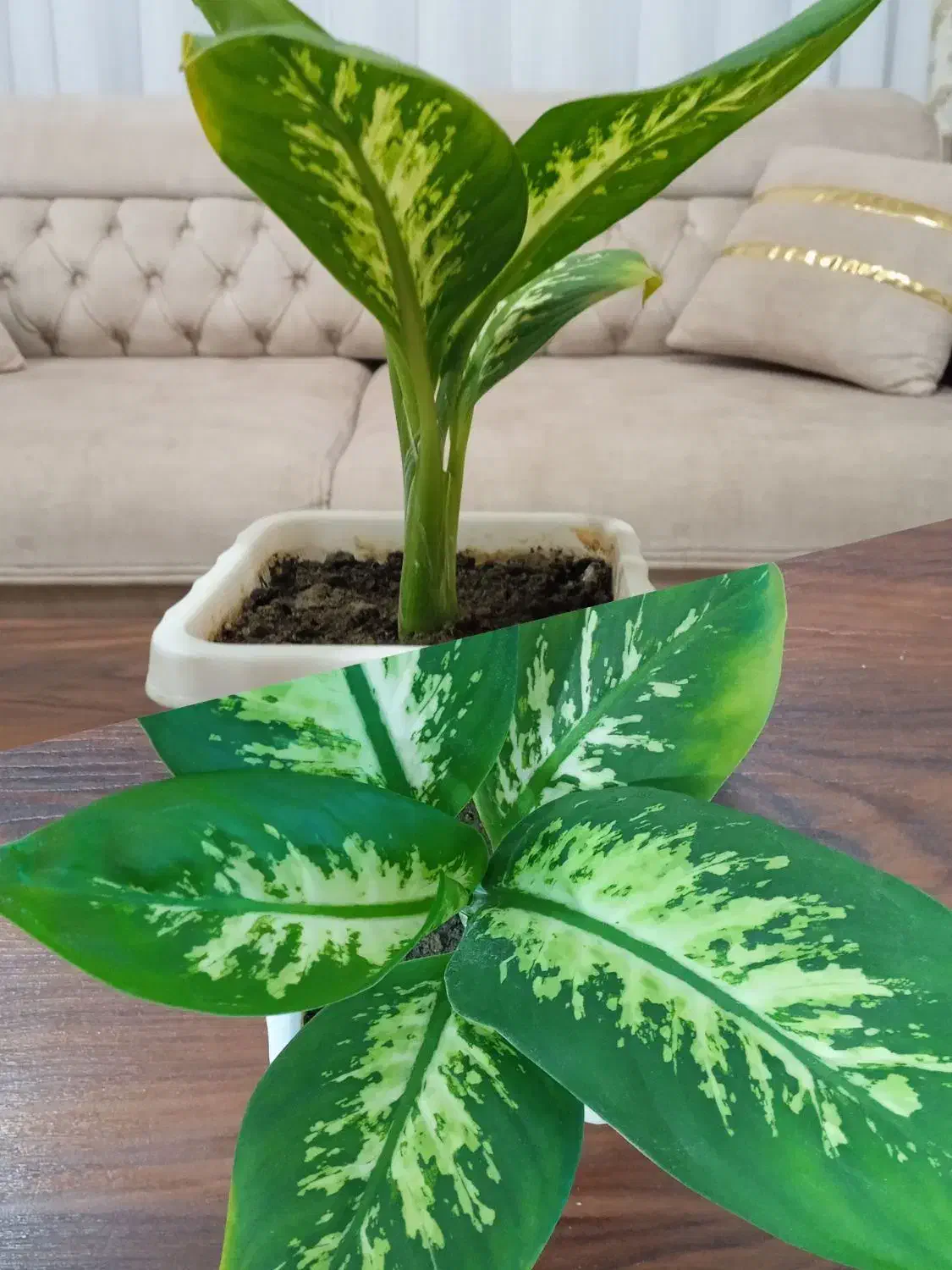 گل طبیعی دیفن باخیا|گل و گیاه طبیعی|نقده, |دیوار