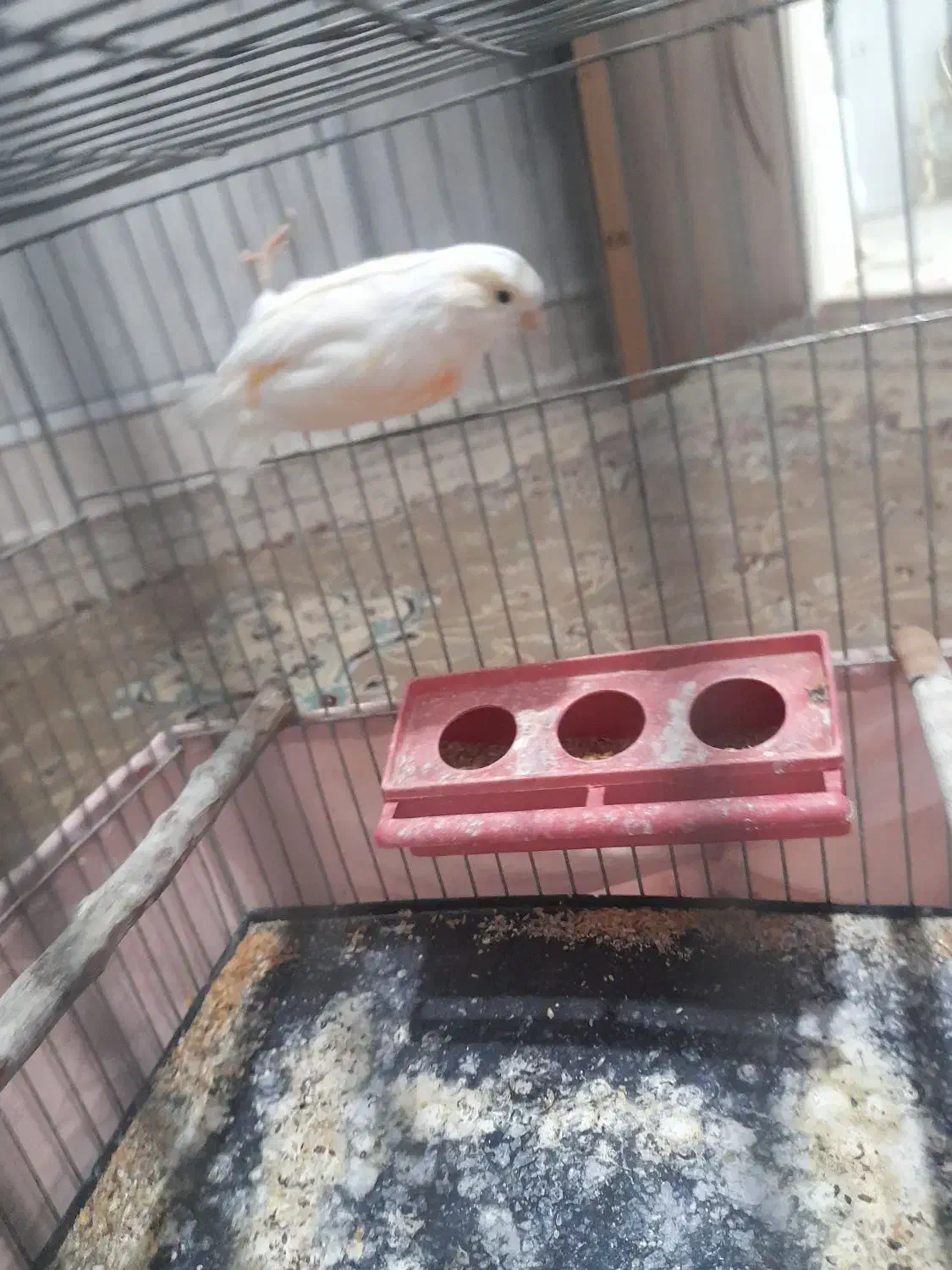 قناری|پرنده|زرندیه, |دیوار