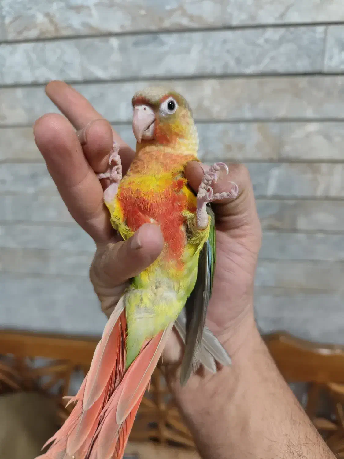 کاسکو دم شکلاتی سخنگو دستی و جوجه گرینچیک دونخور|پرنده|نجف‌آباد, الله اکبر|دیوار