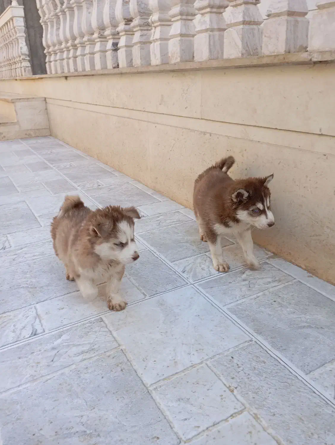 هاسکی گلد بسیار درجه یک|سگ|تهران, سعادتآباد|دیوار