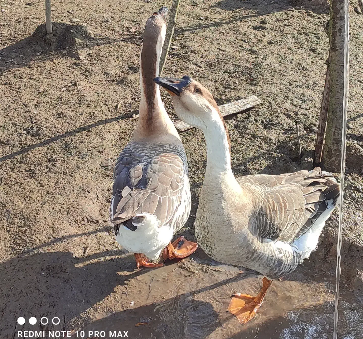 غوغاز غاز محلی|حیوانات مزرعه|رشت, آتشگاه|دیوار