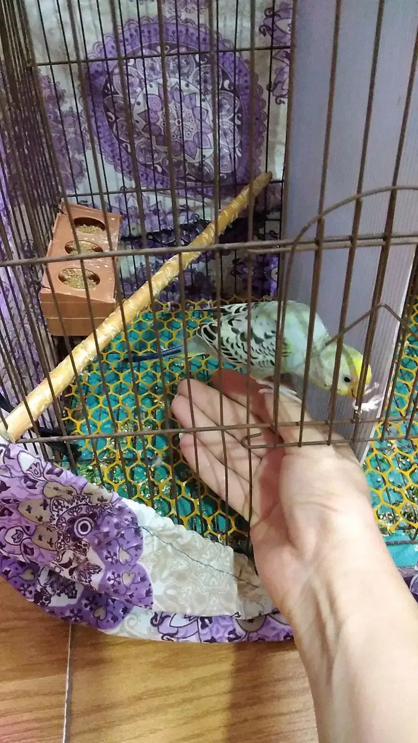 مرغ عشق دستی نر|پرنده|گرگان, |دیوار