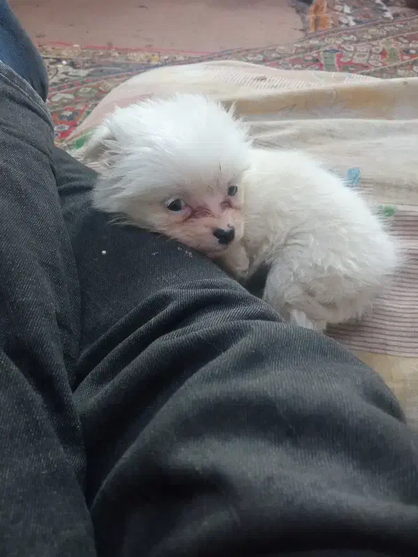 پاکوتاشیتزو|سگ|تبریز, |دیوار