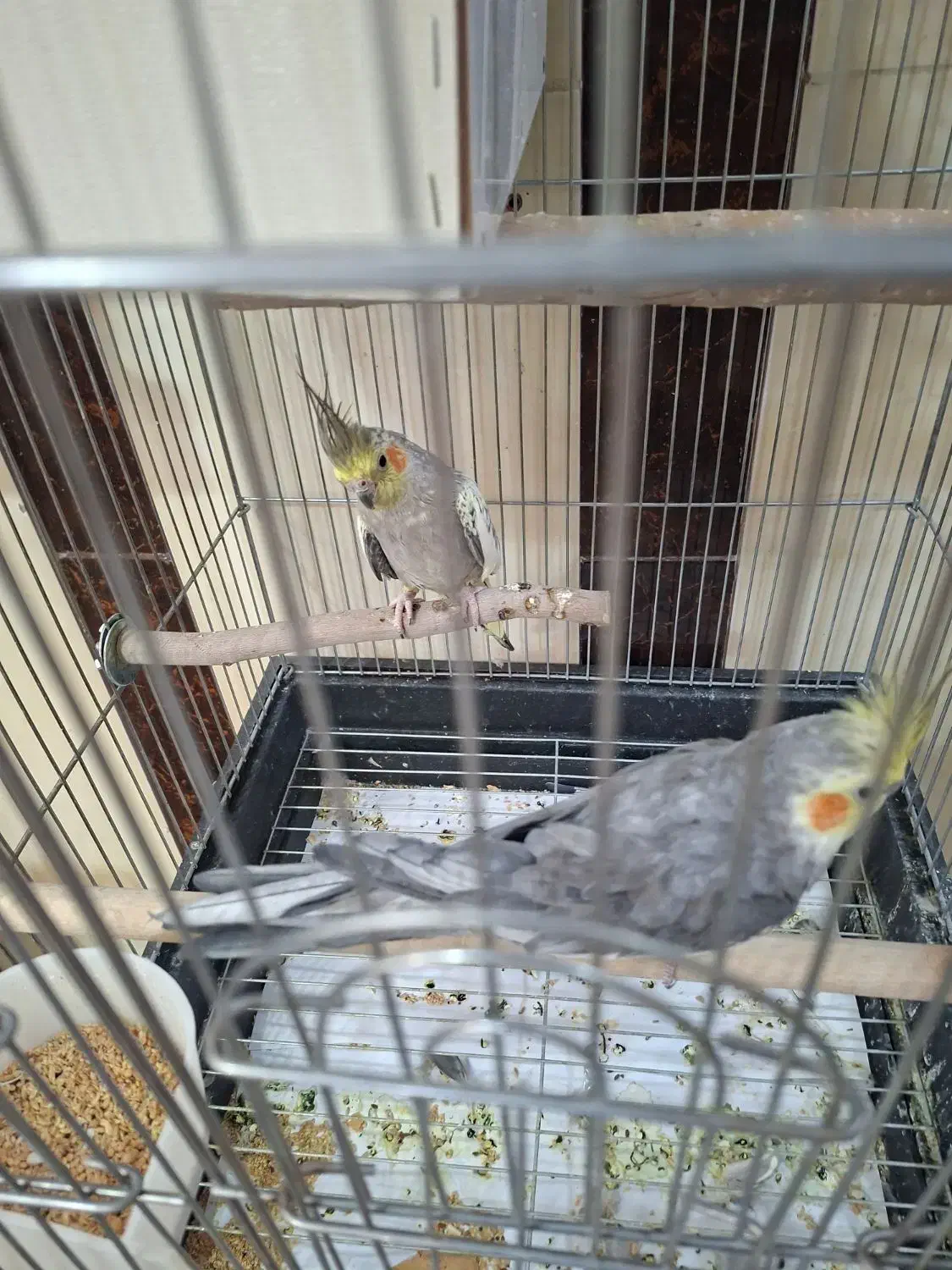 عروس هلندی جفت مولد ضمانتی|پرنده|آشتیان, |دیوار