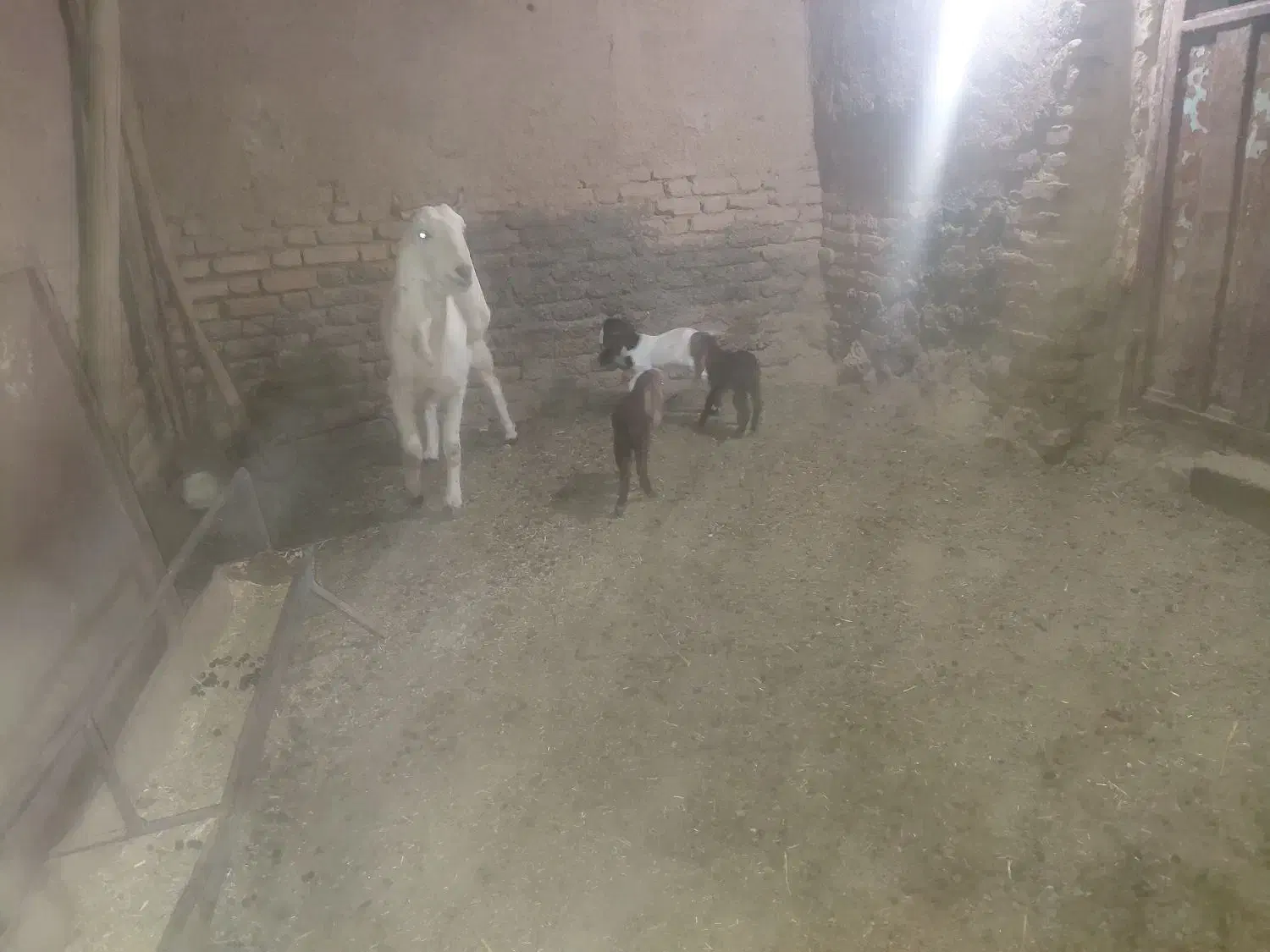 یک راس بز با سه بزغاله|حیوانات مزرعه|گناباد, |دیوار