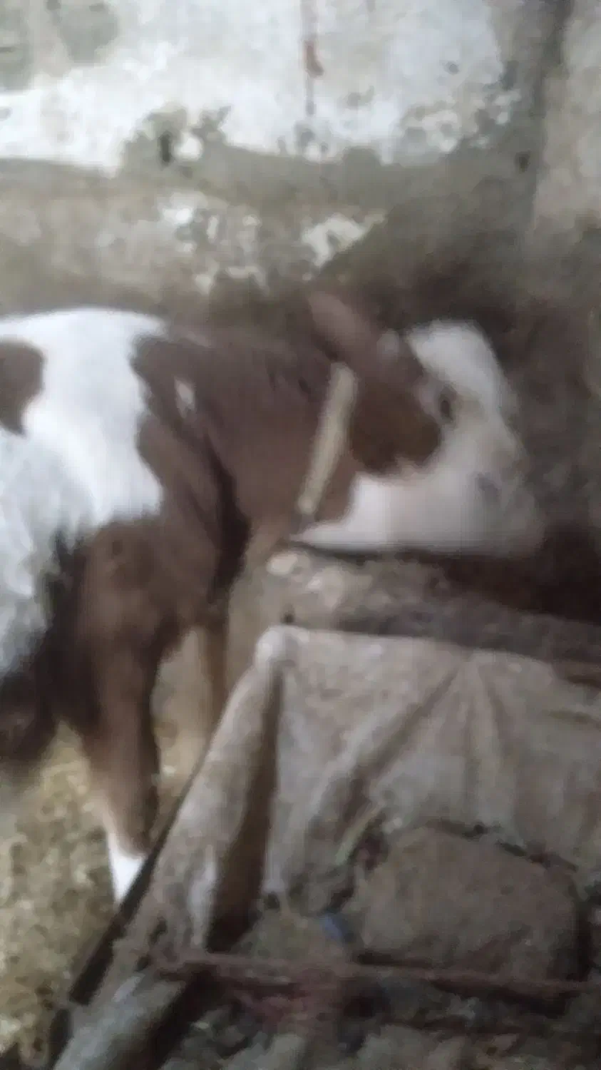 گاو و گوساله سیمیتال|حیوانات مزرعه|بروجرد, |دیوار