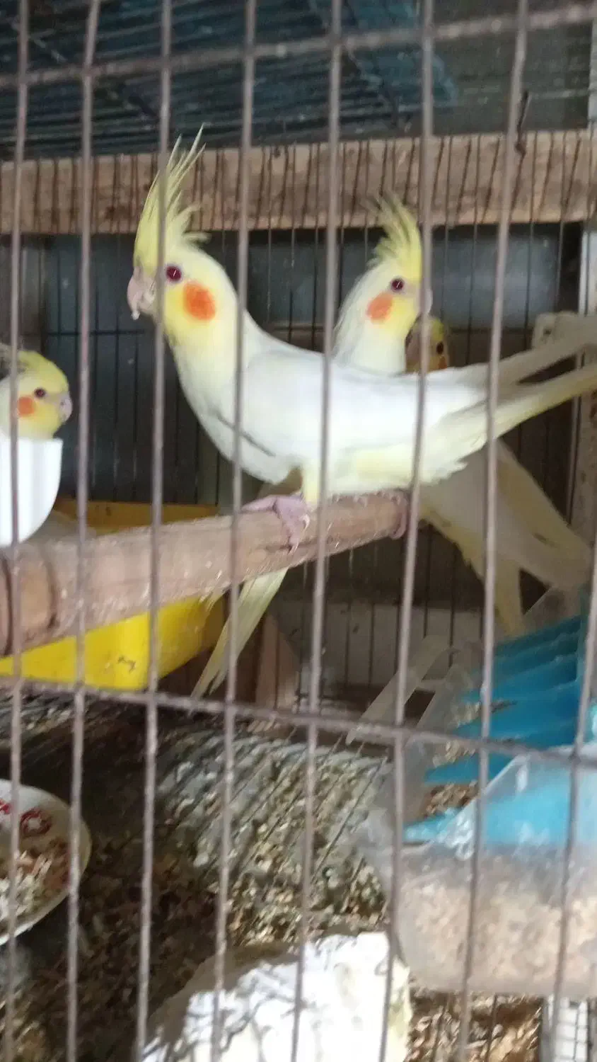 جوجه عروس هلندی|پرنده|رشت, باهنر|دیوار