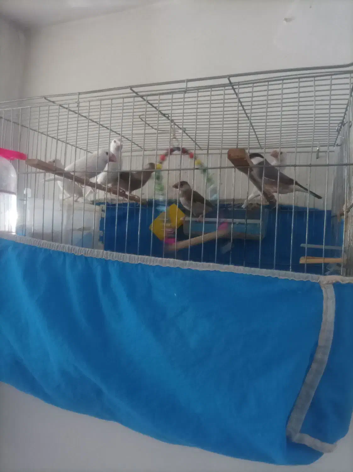 فنچ نرگسی|پرنده|شهر ری, شهید بهشتی|دیوار