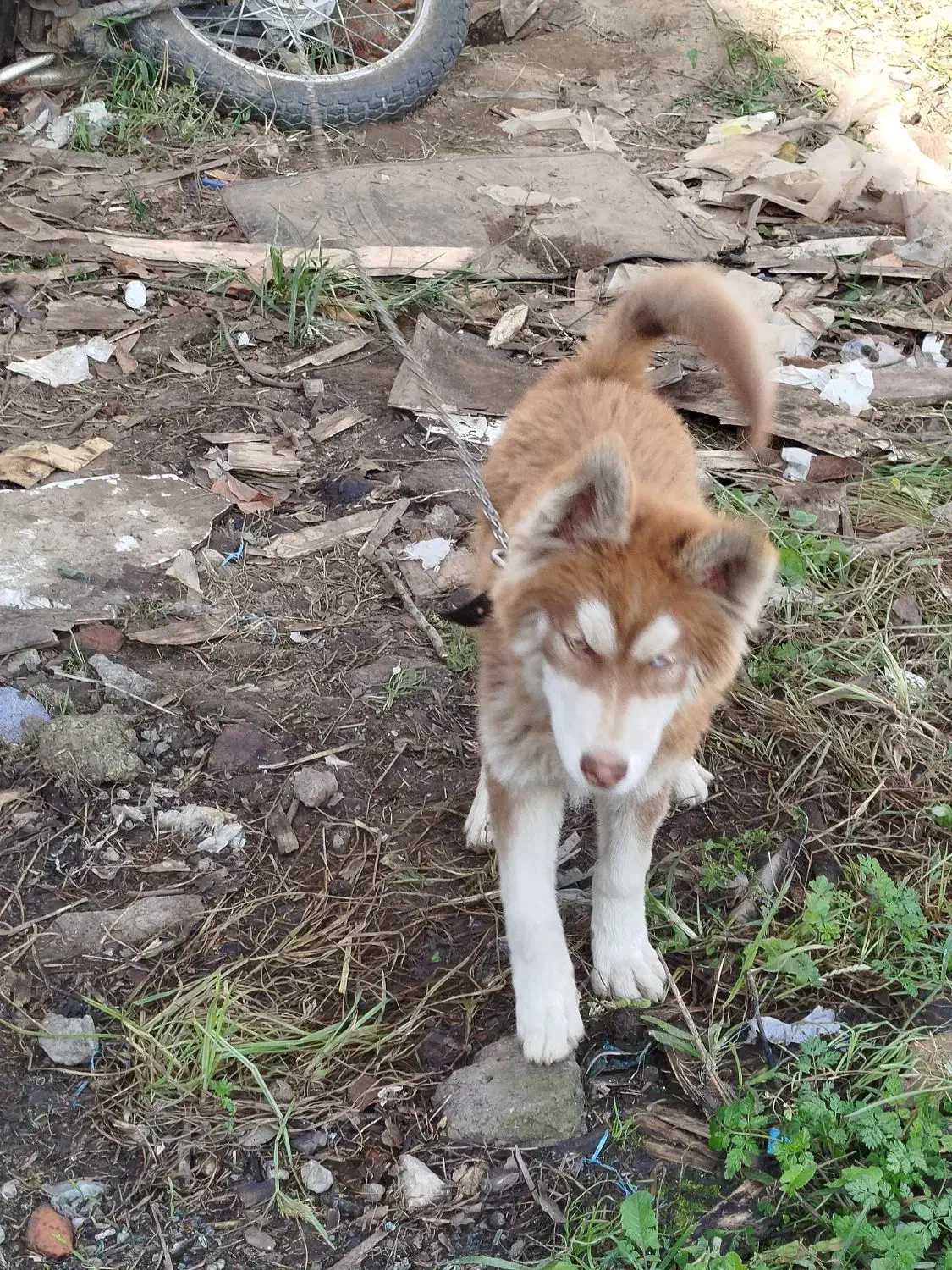 واگذاری سگ هاسکی|سگ|آمل, |دیوار