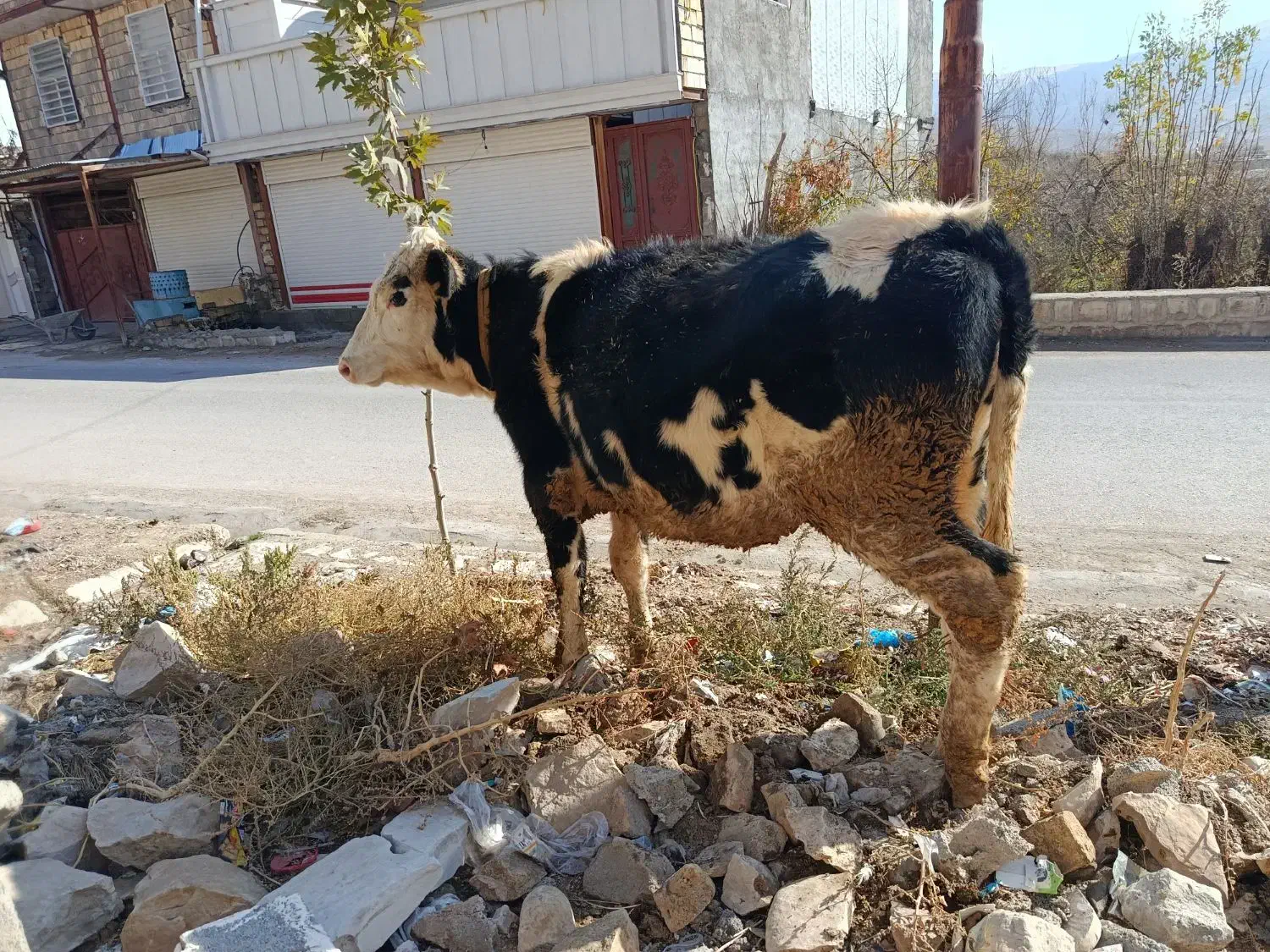 گوساله جنس ابستن|حیوانات مزرعه|کوهدشت, |دیوار