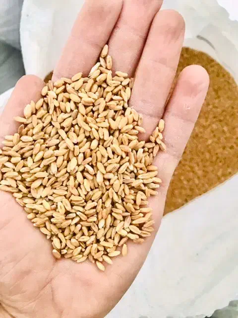 گندم بزری کوهدشت|عمده‌فروشی|کوهدشت, |دیوار