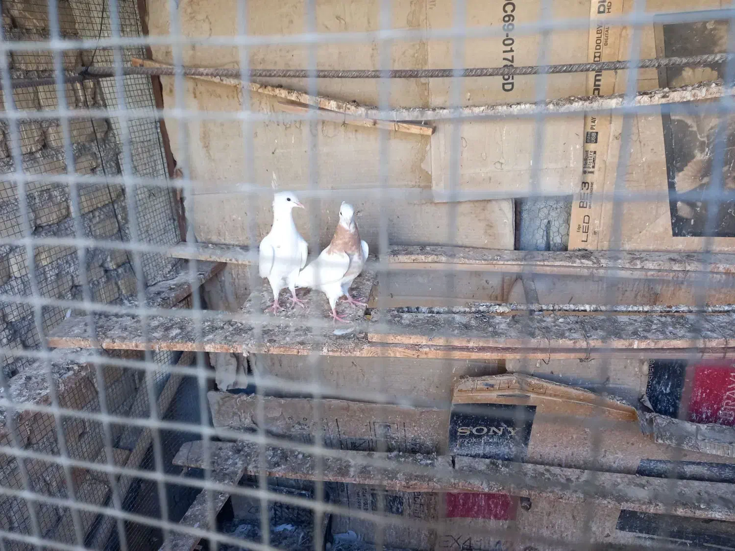 جوجه تازه دانه خورشده|پرنده|لامرد, |دیوار