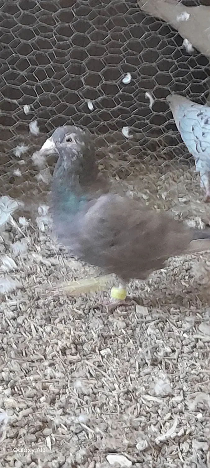 سار شکلاتی مقبول کفتر بم به ضمانت|پرنده|فریمان, |دیوار