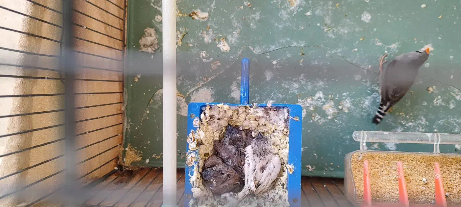 فنچ مولد|پرنده|جوانرود, |دیوار