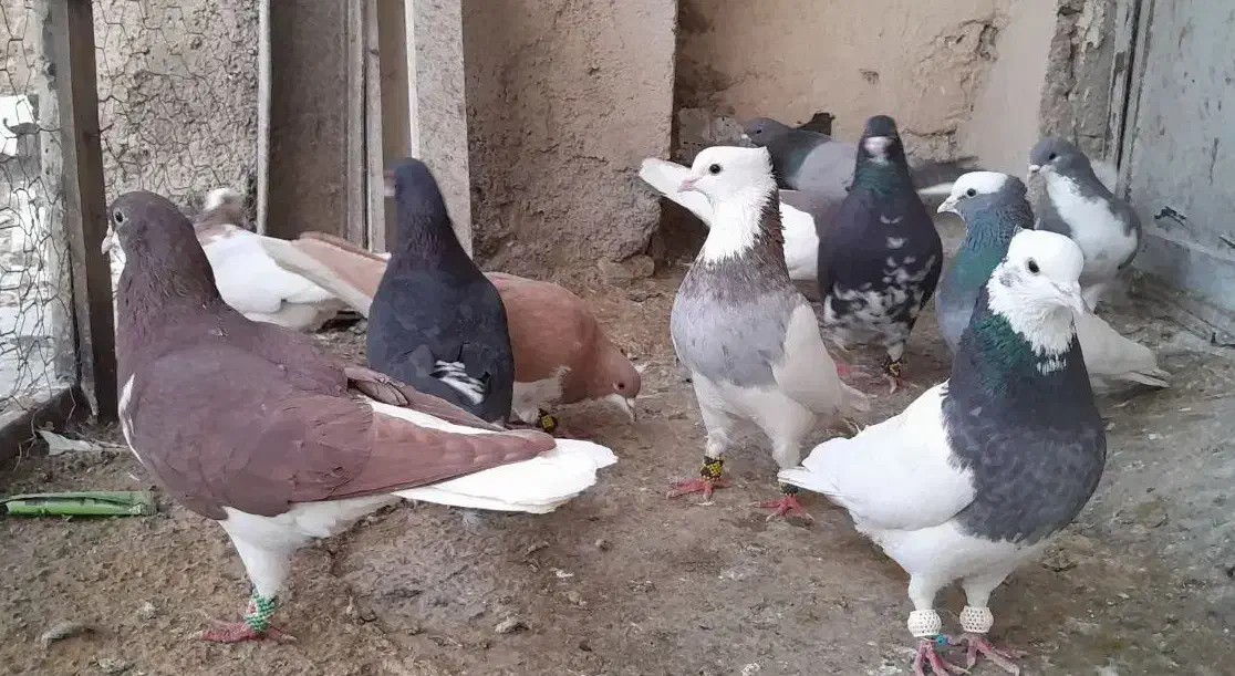 رنگی|پرنده|شیراز, کوشک میدان|دیوار