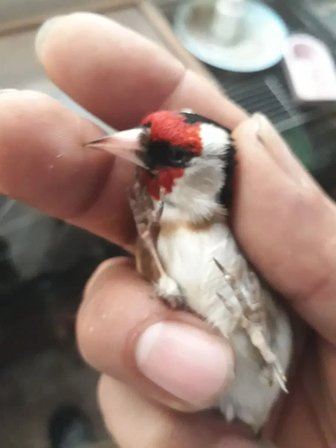 سهره|پرنده|نسیم‌شهر, |دیوار