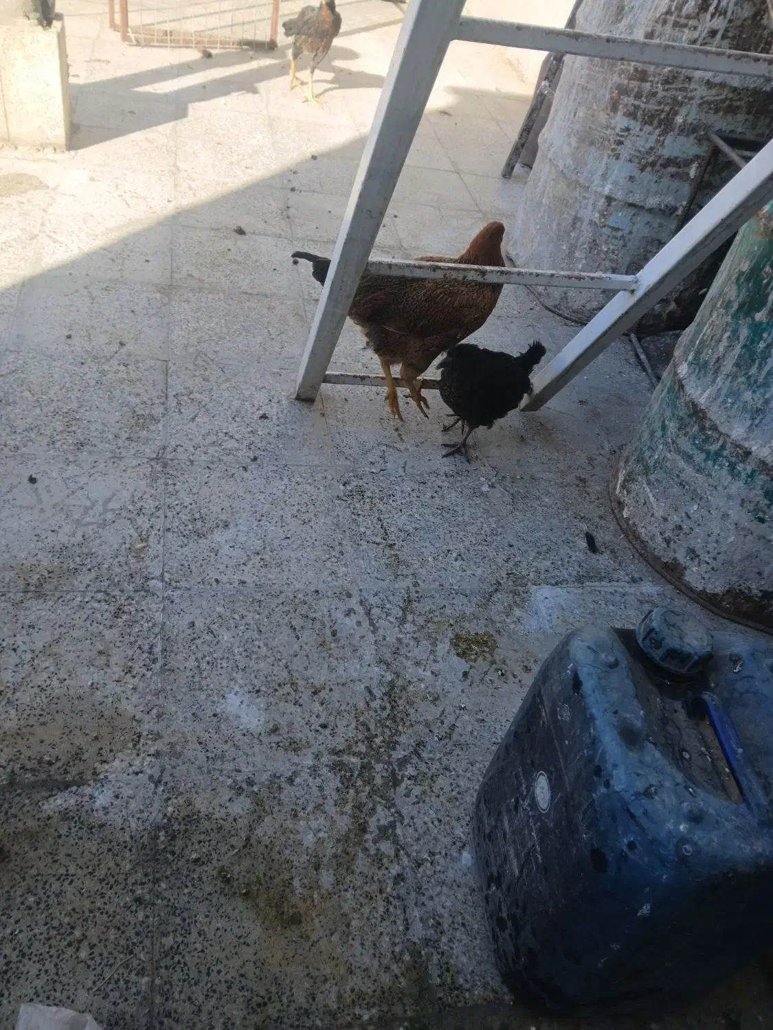 ۱مرغ و۲عددباروکه|حیوانات مزرعه|مریوان, |دیوار