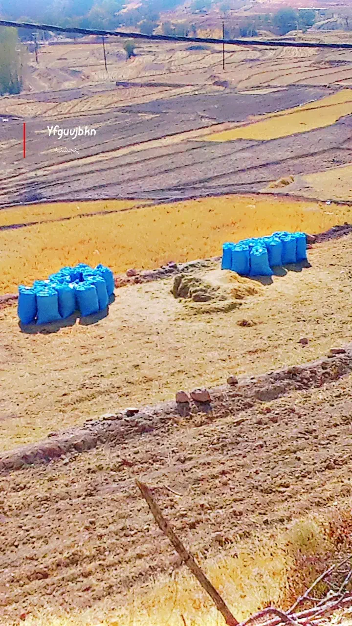 کاه برنج|لوازم جانبی حیوانات|یاسوج, |دیوار