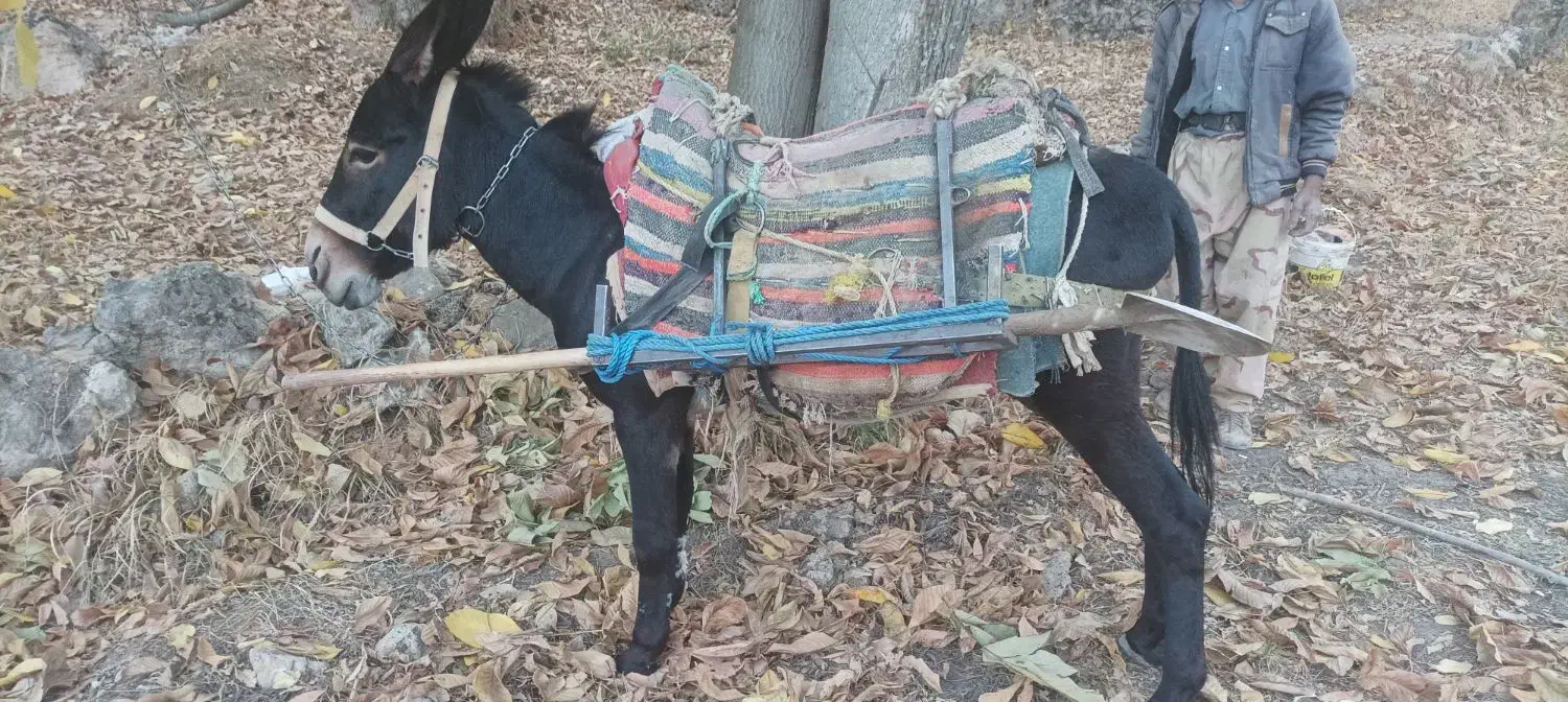 خر نر . الاغ جوان . قاطر آرام|حیوانات مزرعه|شیروان (خراسان), |دیوار