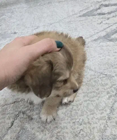 سگ مینیاتوری اپارتمانی نژاد شیتزو قیمت ۵ تومن|سگ|بندر امام خمینی, |دیوار