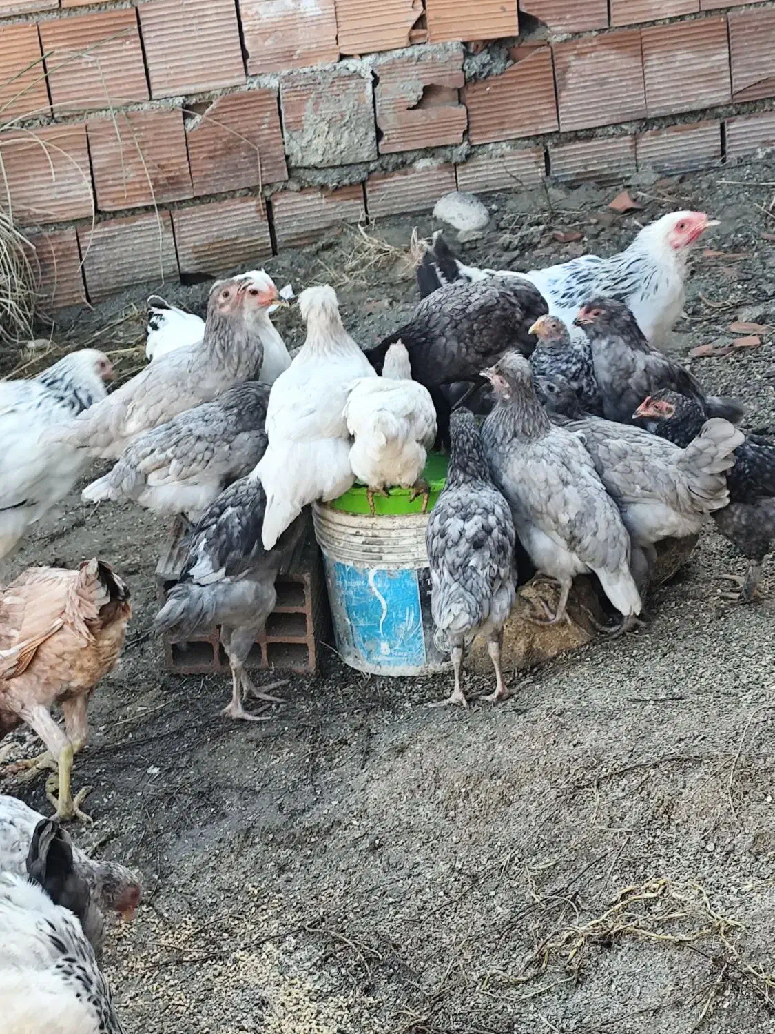 جوجه مرغ و خروس|حیوانات مزرعه|کردکوی, |دیوار