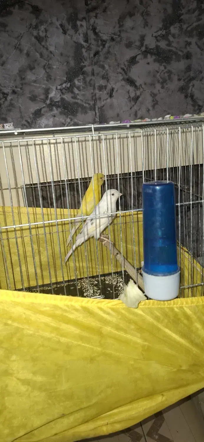 2 عدد قناری ماده زرد و موزاییکی رده دار|پرنده|ری, سیزده آبان|دیوار