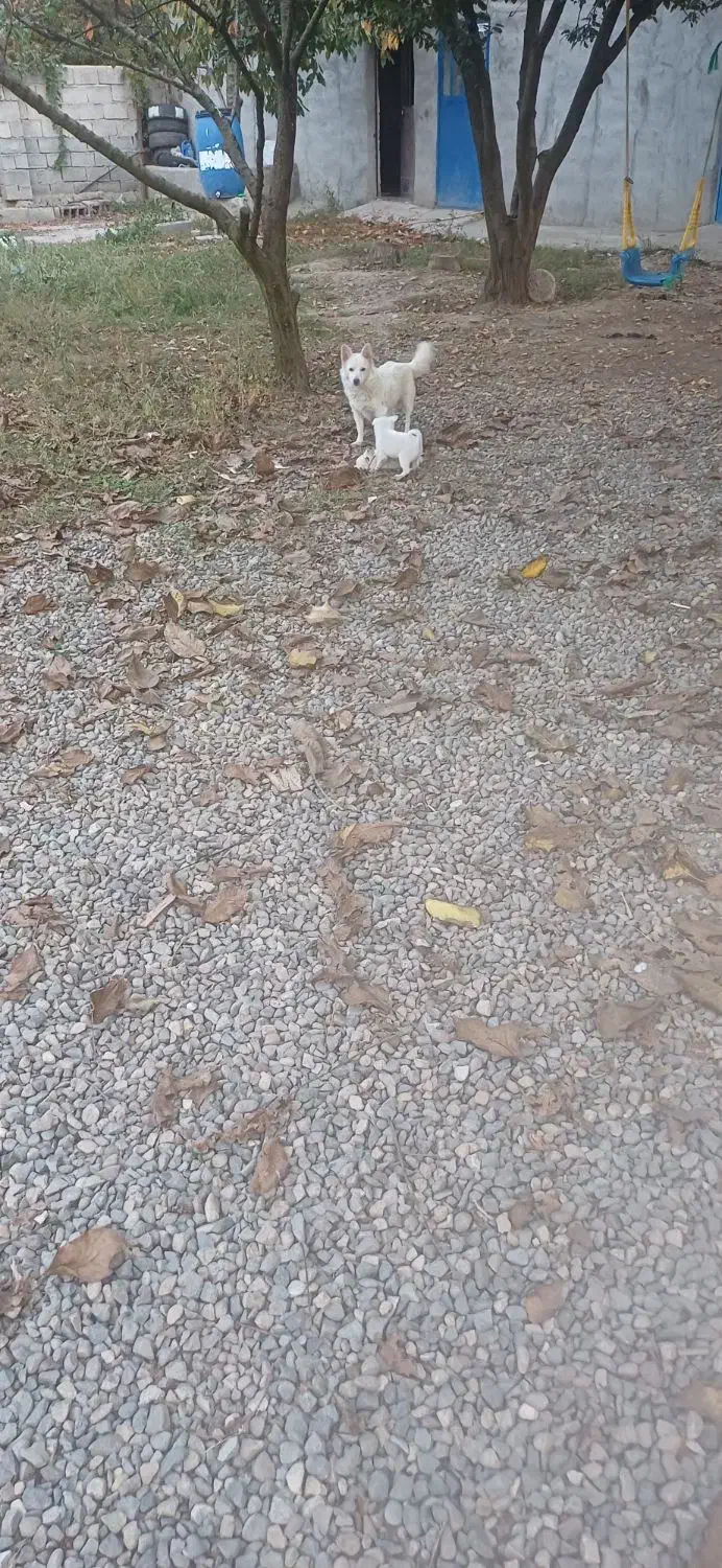 واگذاری‌توله‌سگ‌پاکوتاه نژاداشپیترز|سگ|اصلاندوز, |دیوار