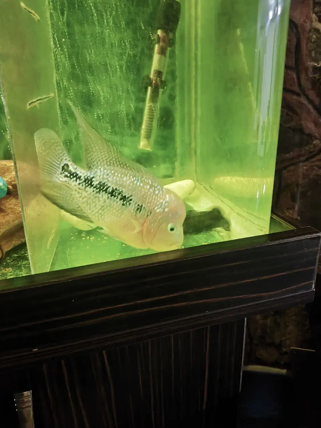 ماده فلاور کامفا|ماهی|آبعلی, |دیوار