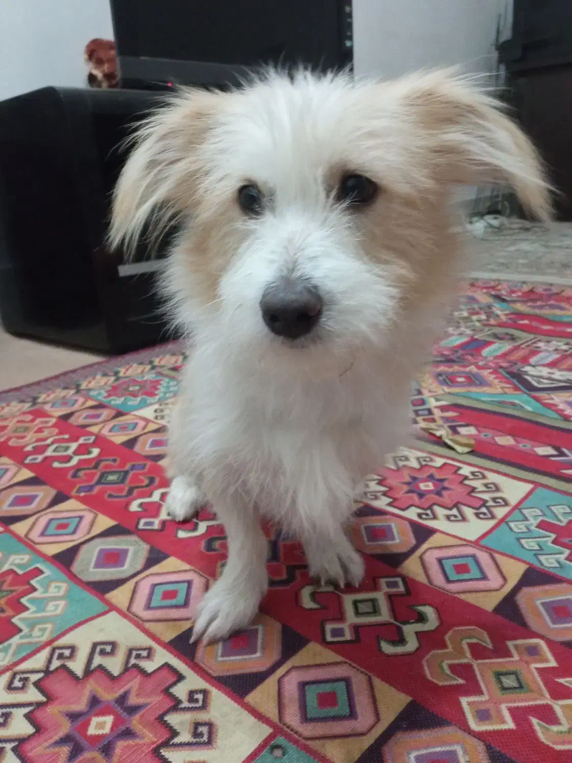 اشپیتز سگ|سگ|فردوس (خراسان), |دیوار