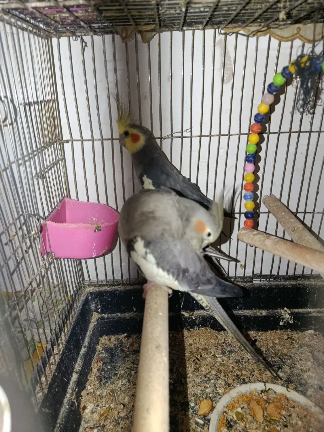 طوطی برزیلی و عروس هلندی|پرنده|میانه, |دیوار