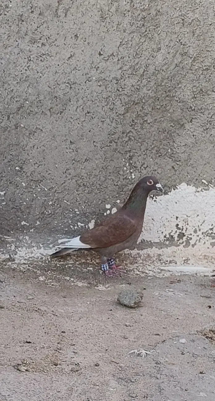 قره سرخ|پرنده|سبزوار, قصبه شرقی|دیوار